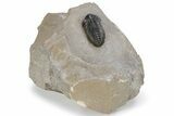 Very Nice Acastoides Trilobite - Foum Zguid, Morocco #222454-2